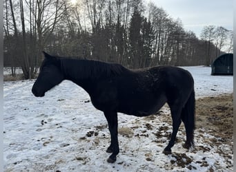 German Sport Horse, Mare, 15 years, 16,3 hh, Black