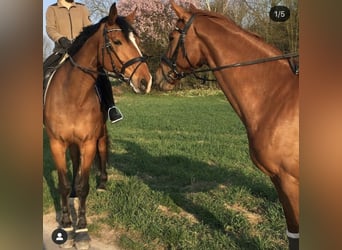 German Sport Horse, Mare, 15 years, 17.1 hh, Brown