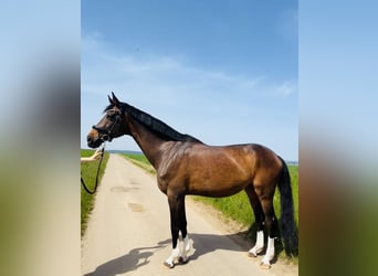 German Sport Horse, Mare, 15 years, 17 hh, Bay-Dark