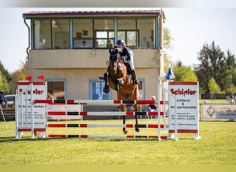 German Sport Horse, Mare, 15 years, 17 hh, Brown