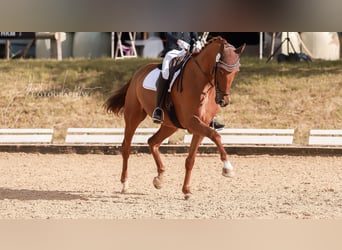 German Sport Horse, Mare, 15 years, 17 hh, Chestnut-Red