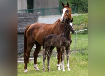 German Sport Horse, Mare, 15 years, 17 hh, Chestnut-Red