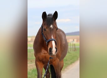 German Sport Horse, Mare, 16 years, 15.1 hh, Brown