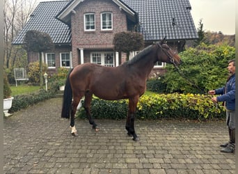 German Sport Horse, Mare, 16 years, 16.1 hh, Brown