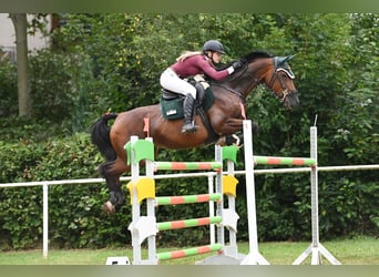 German Sport Horse, Mare, 16 years, 16.1 hh, Brown
