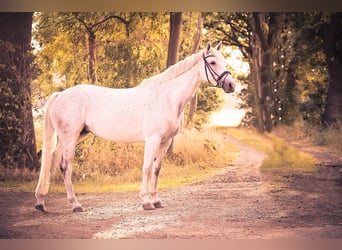 German Sport Horse, Mare, 16 years, 16.2 hh, Gray