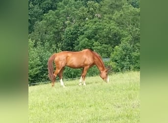 German Sport Horse, Mare, 16 years, 16,3 hh, Chestnut-Red