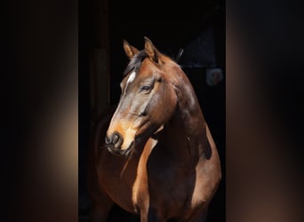 German Sport Horse, Mare, 16 years, 16 hh, Brown