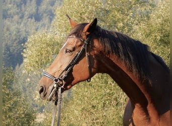 German Sport Horse, Mare, 16 years, 16 hh, Brown