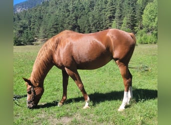 German Sport Horse, Mare, 16 years, 16 hh, Chestnut-Red
