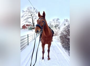 German Sport Horse, Mare, 16 years, 16 hh, Chestnut-Red