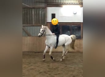 German Sport Horse, Mare, 16 years, 16 hh, Gray