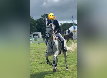 German Sport Horse, Mare, 16 years, 16 hh, Gray