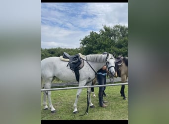 German Sport Horse, Mare, 16 years, 16 hh, Gray