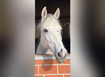 German Sport Horse, Mare, 16 years, 16 hh, Gray