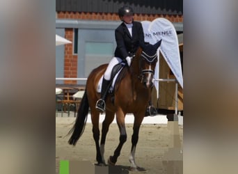 German Sport Horse, Mare, 16 years, 16,1 hh, Brown