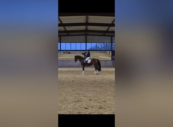 German Sport Horse, Mare, 16 years, 16,1 hh, Brown