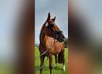 German Sport Horse, Mare, 16 years, 16,2 hh, Chestnut-Red