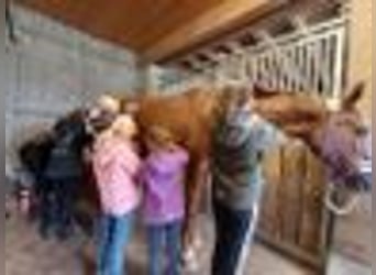 German Sport Horse, Mare, 16 years, 16,2 hh, Chestnut-Red