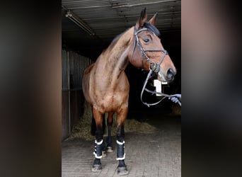 German Sport Horse, Mare, 16 years, 16,3 hh, Brown