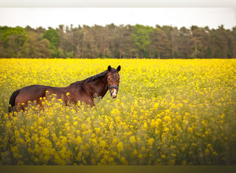 German Sport Horse, Mare, 16 years, 17.1 hh, Bay-Dark