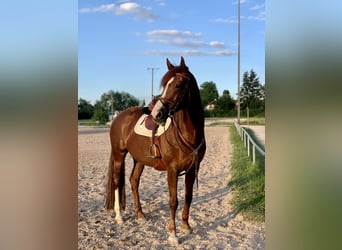 German Sport Horse, Mare, 16 years, 17 hh, Chestnut