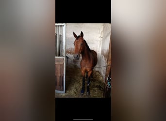 German Sport Horse, Mare, 17 years, 15,2 hh, Brown