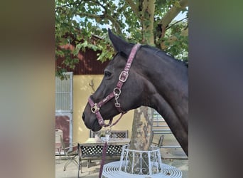 German Sport Horse, Mare, 17 years, 16,1 hh, Bay-Dark