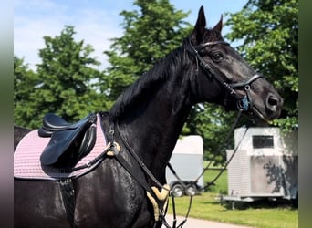 German Sport Horse, Mare, 17 years, 16.2 hh, Bay-Dark