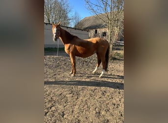 German Sport Horse, Mare, 17 years, 16.2 hh, Chestnut-Red
