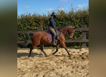 German Sport Horse, Mare, 17 years, 16,1 hh, Brown