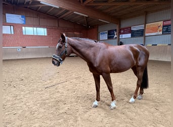 German Sport Horse, Mare, 17 years, 16,1 hh, Chestnut