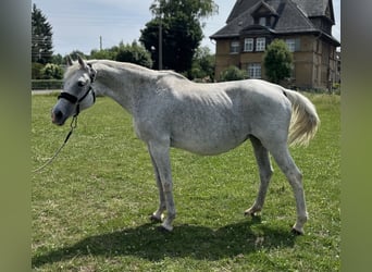 German Sport Horse, Mare, 17 years, 16,1 hh, Grey