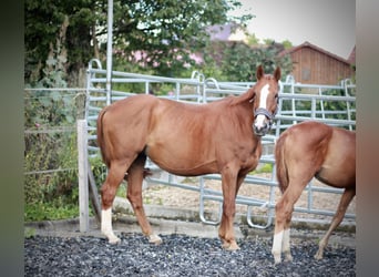 German Sport Horse, Mare, 17 years, 16,2 hh, Chestnut-Red
