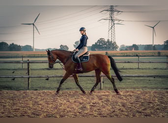 German Sport Horse, Mare, 17 years, 16,3 hh, Brown