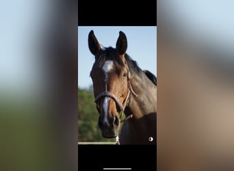 German Sport Horse, Mare, 18 years, 15.2 hh, Brown
