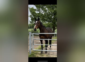 German Sport Horse, Mare, 18 years, 15.2 hh, Brown
