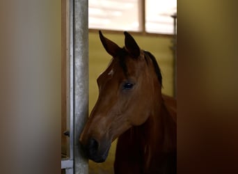 German Sport Horse, Mare, 18 years, 16.1 hh, Brown