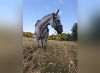 German Sport Horse, Mare, 18 years, 16.2 hh, Grey-Fleabitten