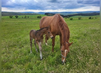 German Sport Horse, Mare, 18 years, 16 hh, Chestnut-Red