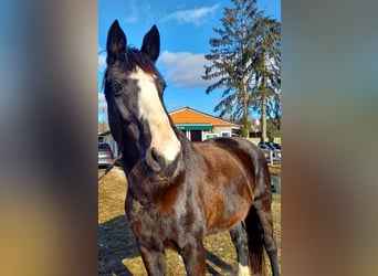 German Sport Horse, Mare, 18 years, 16,1 hh, Black