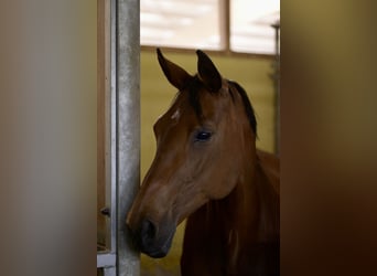 German Sport Horse, Mare, 18 years, 16,1 hh, Brown