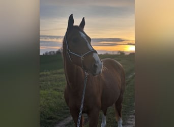 German Sport Horse, Mare, 18 years, 16,1 hh, Chestnut-Red