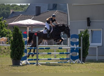 German Sport Horse, Mare, 18 years, 16,1 hh, Smoky-Black