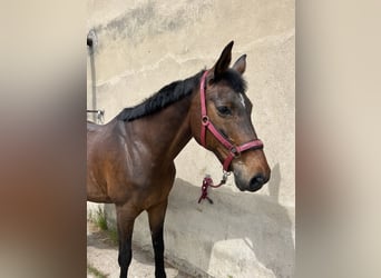 German Sport Horse, Mare, 18 years, 16,2 hh, Brown