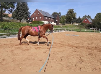 German Sport Horse, Mare, 18 years, 16,3 hh, Chestnut-Red