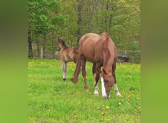German Sport Horse, Mare, 18 years, 17 hh, Chestnut-Red