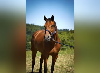 German Sport Horse, Mare, 18 years