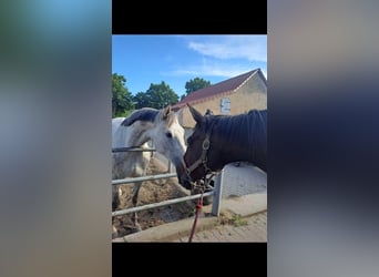 German Sport Horse, Mare, 19 years, 16.2 hh, Bay-Dark