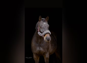 German Sport Horse, Mare, 19 years, 16.2 hh, Bay-Dark